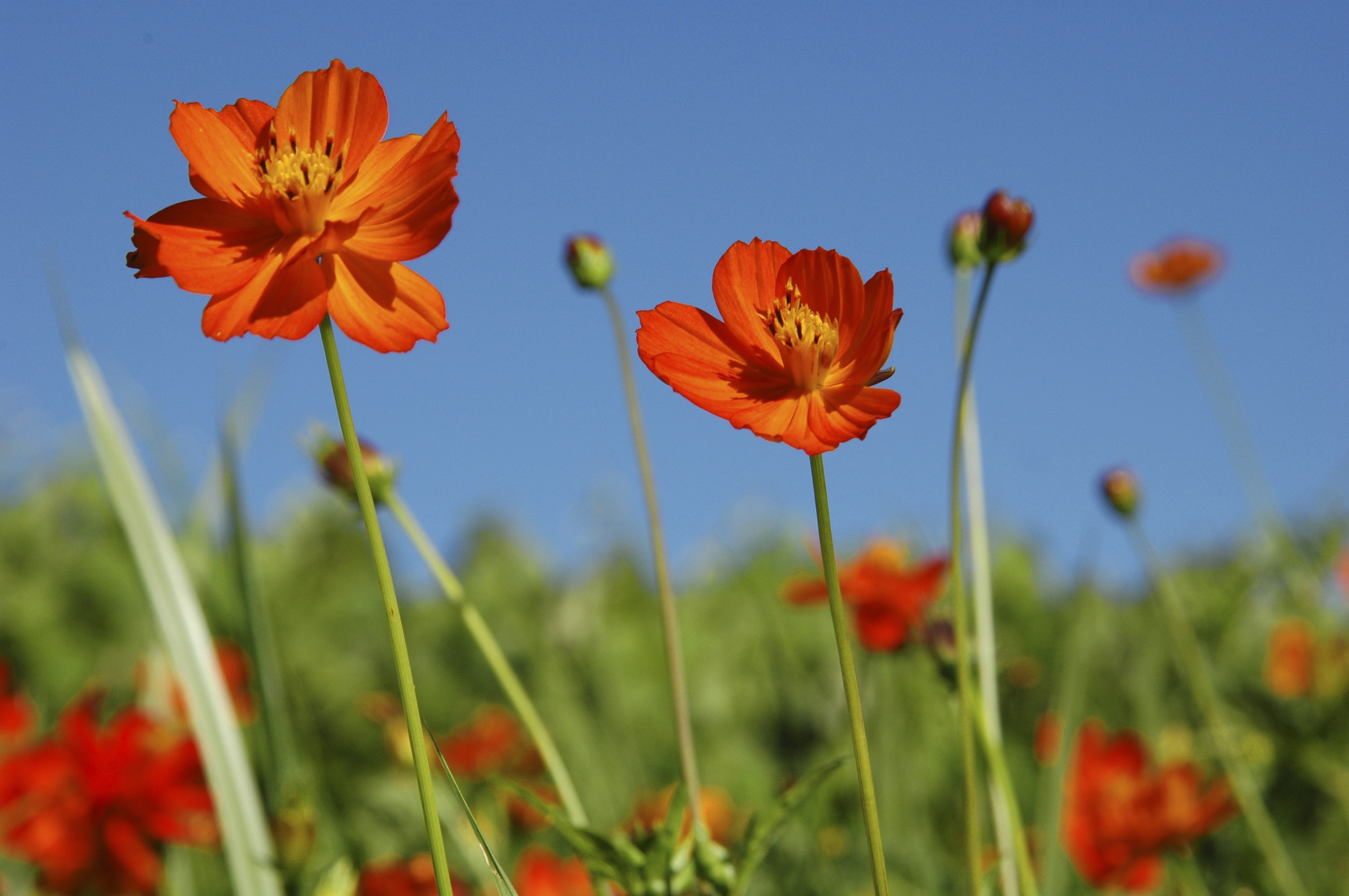 Flowers Desktop Wallpaper: Cosmos Flowers