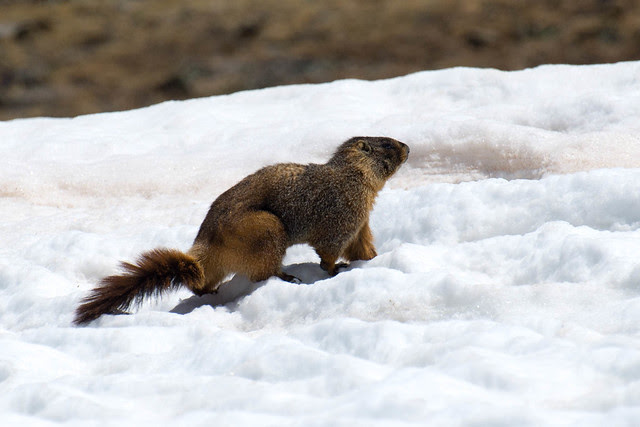 Nice marmot