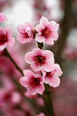 spring dream