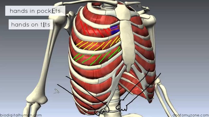 Human Body Chest Muscles Diagram : anatomy organs diagram | Anatomy