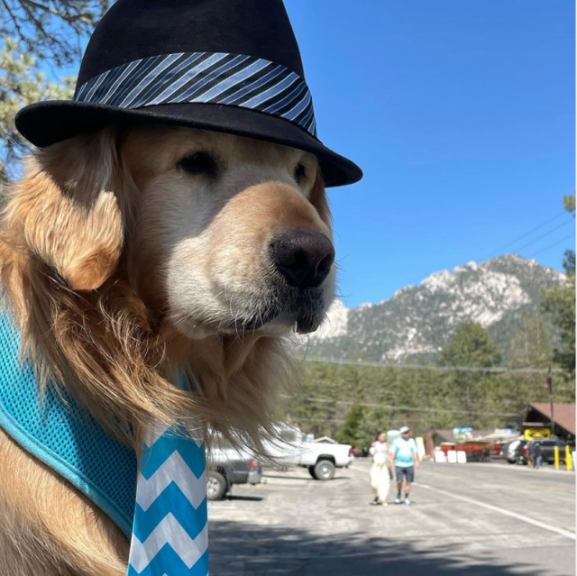 Social media mourns dog mayor of Idyllwild, who died at age 9: 'The one public official that we could trust has died'