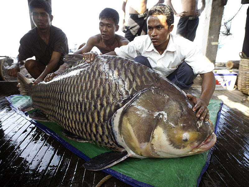 http://isiria.files.wordpress.com/2009/03/giant-asian-carp1.jpg
