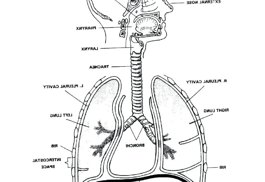 Respiratory System Diagram To Label - Pensandpieces