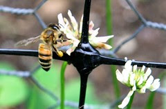 honeybee on clover
