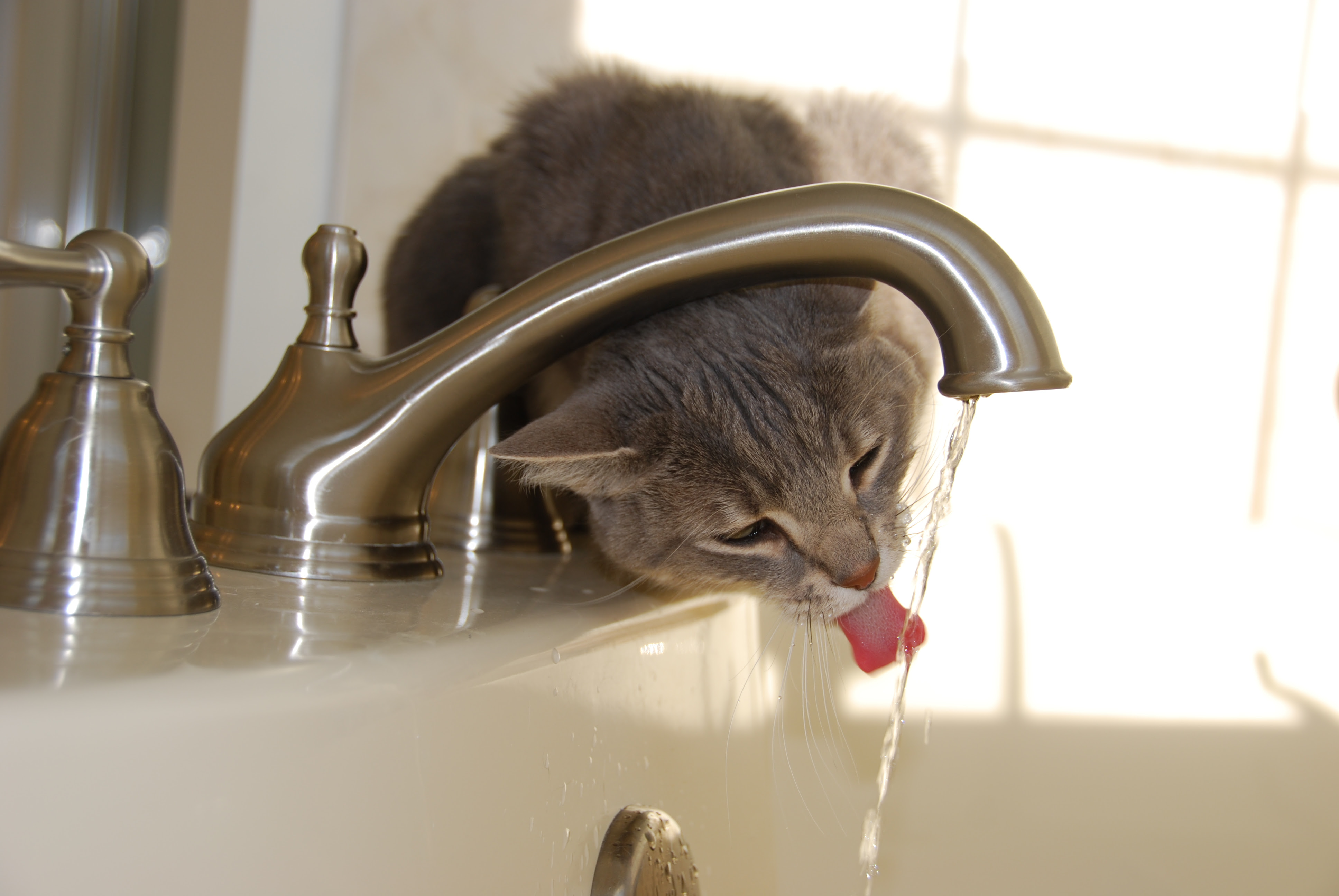 DSC_0005 Cat drinking from faucet
