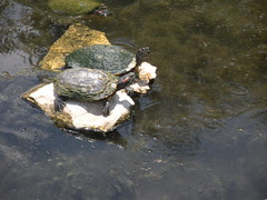Sunning Turtles