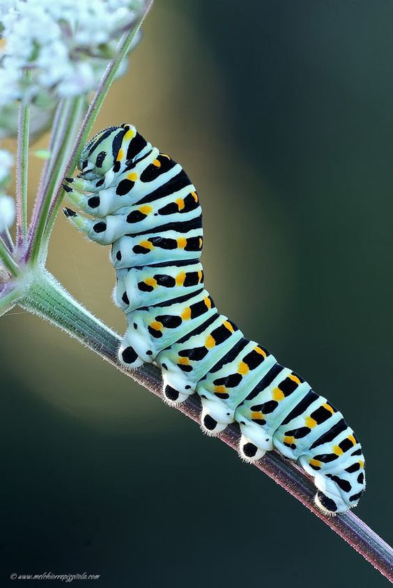macro photography 18