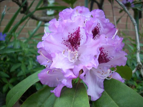 Rhodo 6