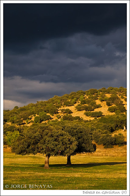 Dehesa en Garciotun (II)