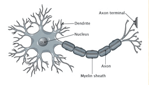 Neuron Neuron