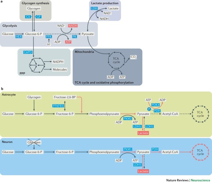 Why is atp an important molecule in metabolism select all that are correct wasfa blog