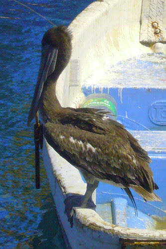 Pelican in a "Messy" Boat