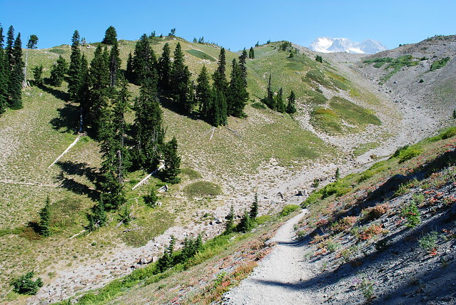 Along the Timberline Trail / PCT headed to Paradise Park