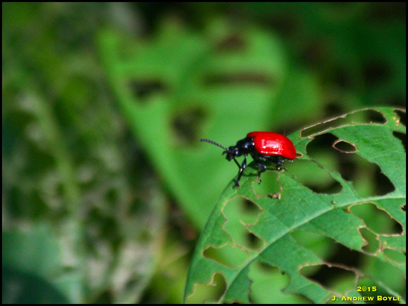 Air Potato Beetle Air Potato Beetle