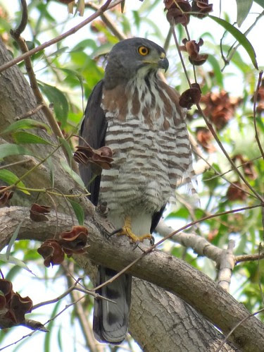 鳳頭蒼鷹/無限台南