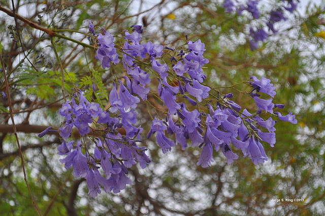 Jacarandá 2013