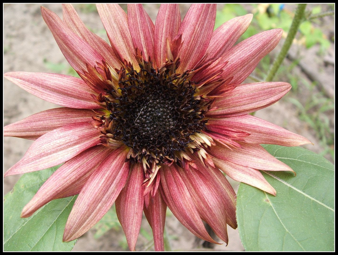 Starburst Sunflower by Angie Ouellette-Tower for godsgrowinggarden.com photo 010_zps35f15387.jpg