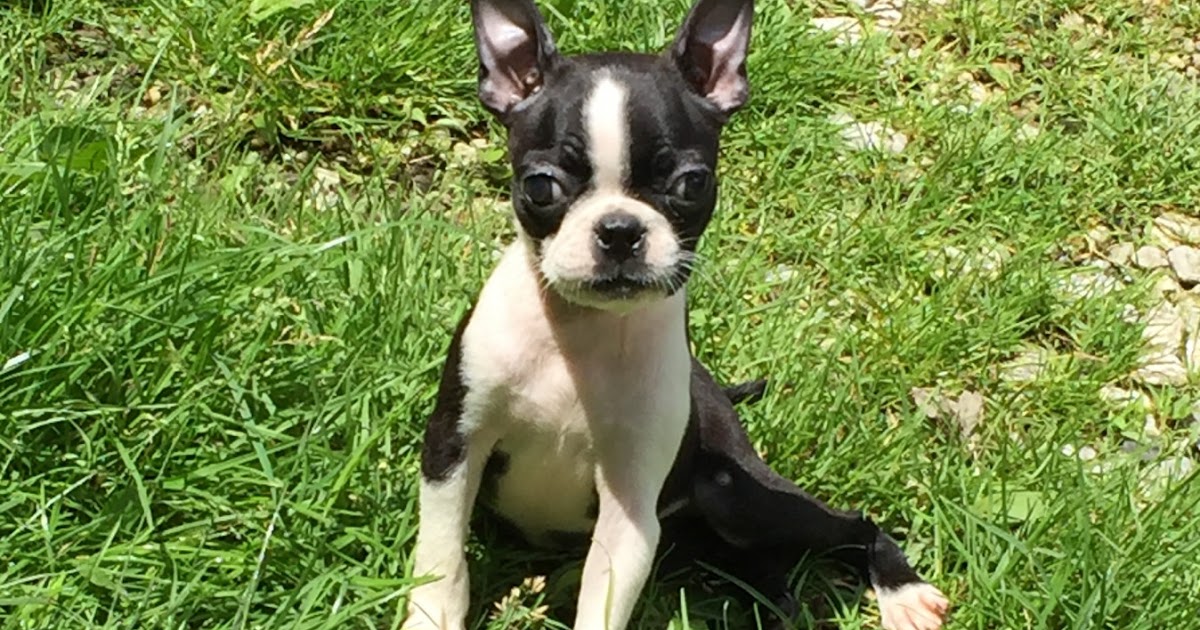 Boston Terrier Puppies For Sale Cincinnati Ohio