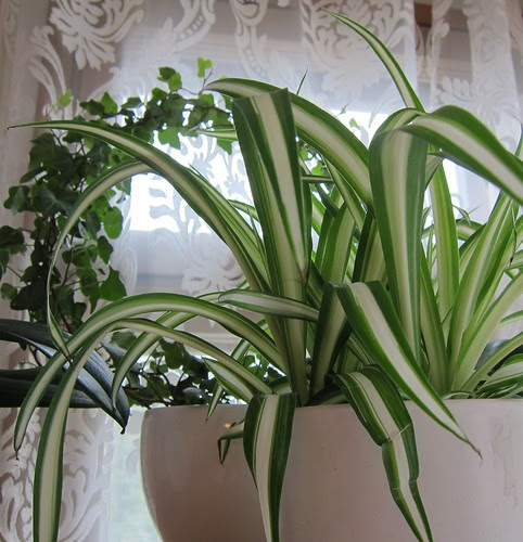 Plants