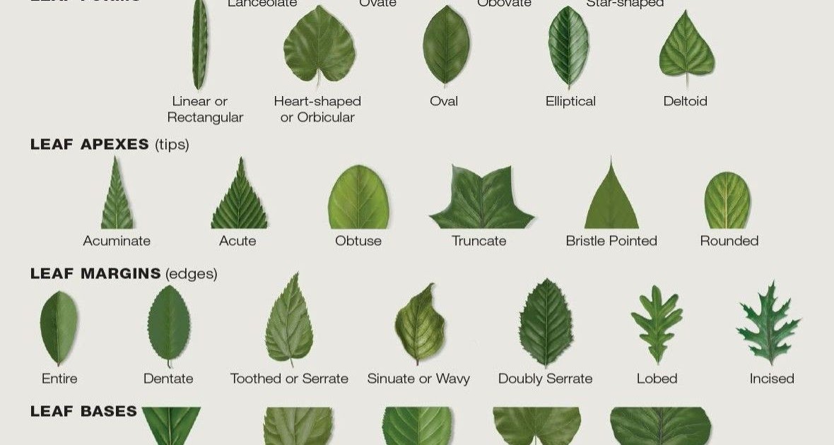 how to recognize plants by leaves