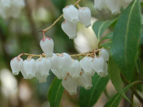 すべての美しい花の画像 Hd限定馬酔木 花 言葉