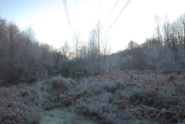 frosty morning DSC_2570