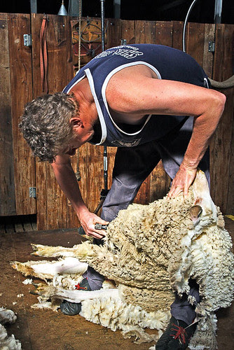 Hay, New South Wales, Australia, The Long Paddock, sheep shearer IMG_5837_Hay