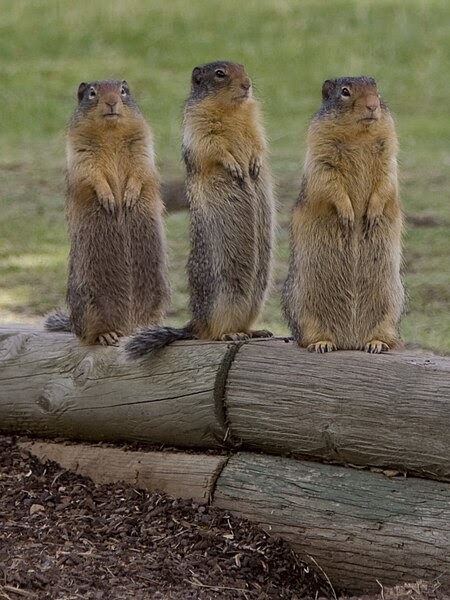 The Crooks in the Lot: Movie Review: A Chipmunk Christmas