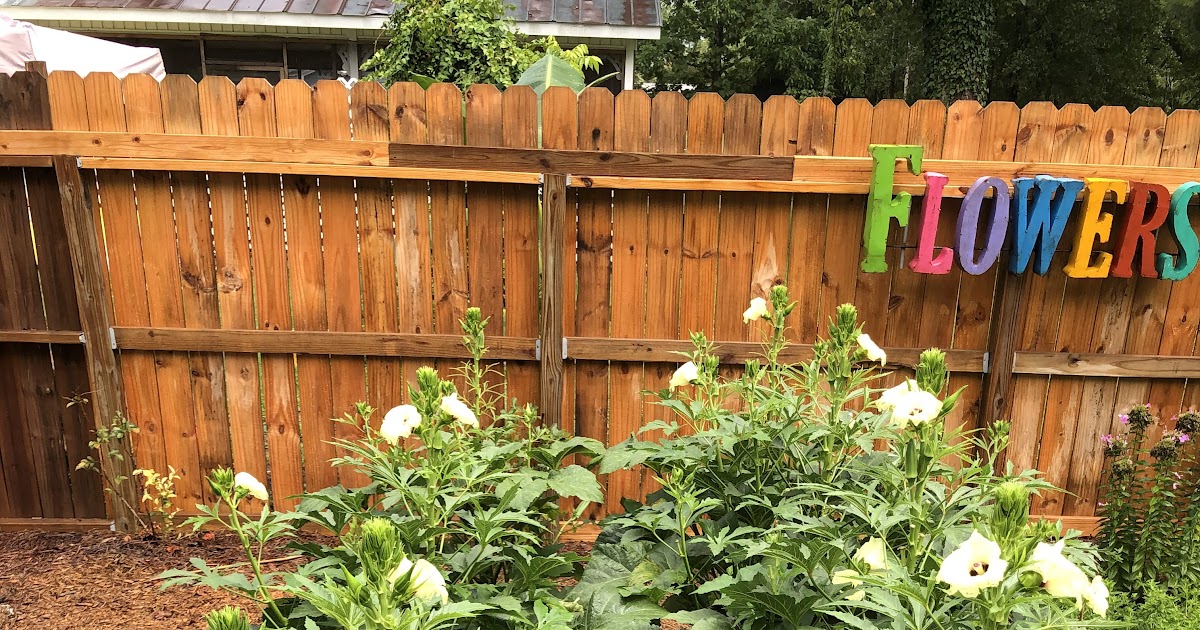 How To Plant Okra Plants In A Garden / Giant Hydroponic Okra Plant
