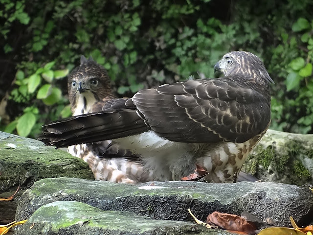鳳頭蒼鷹/無限台南