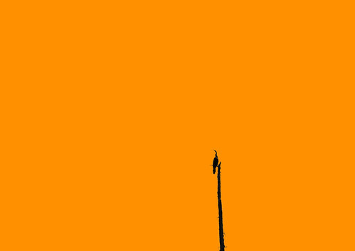 Pop art anhinga