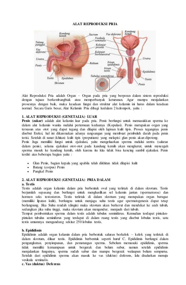Alat reproduksi pria Alat reproduksi pria
