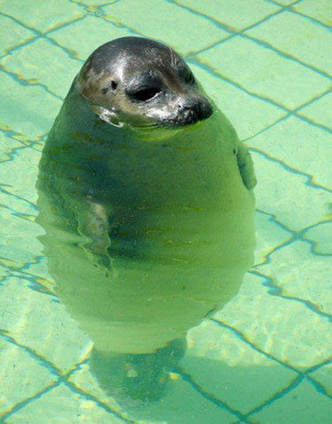 75 可愛い 面白 画像 最高の動物画像