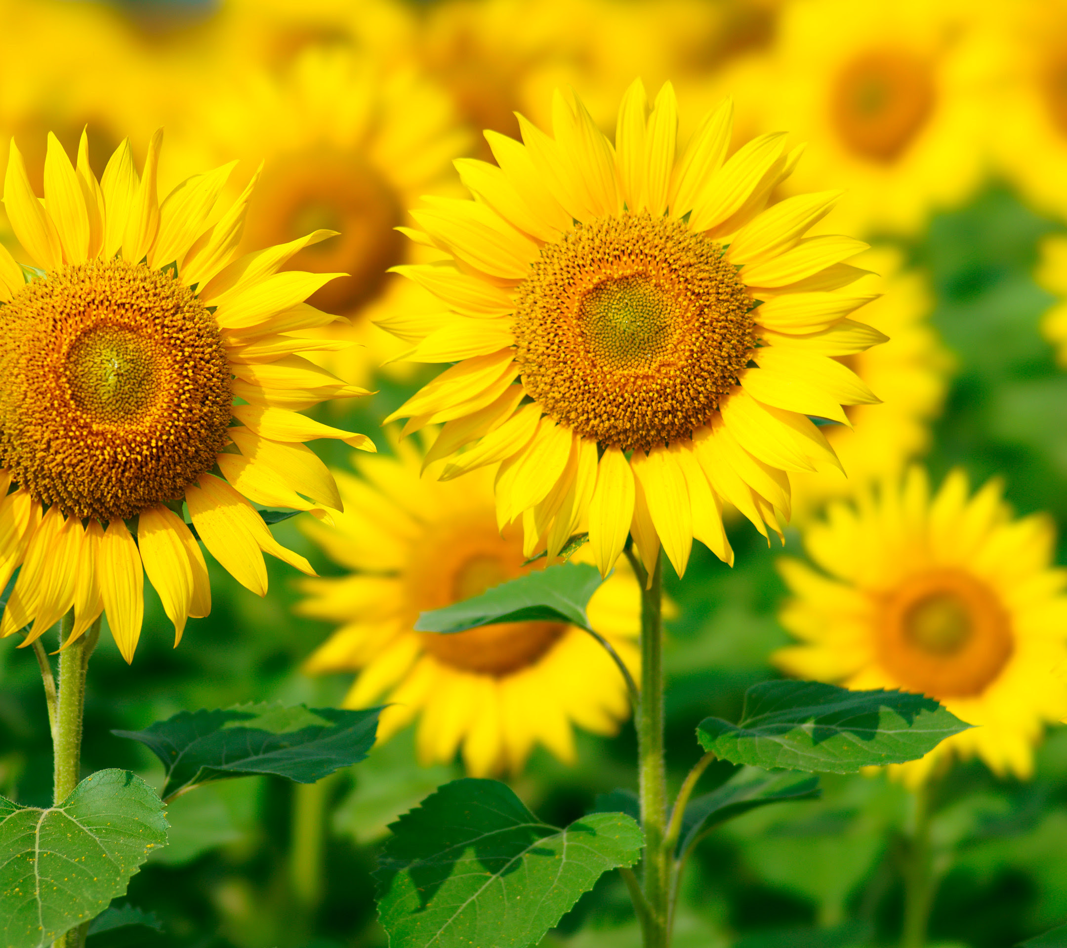 すべての花の画像 これまでで最高のひまわり 壁紙