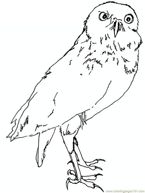 Free Bird Coloring Pages To Print | Coloring Page Blog