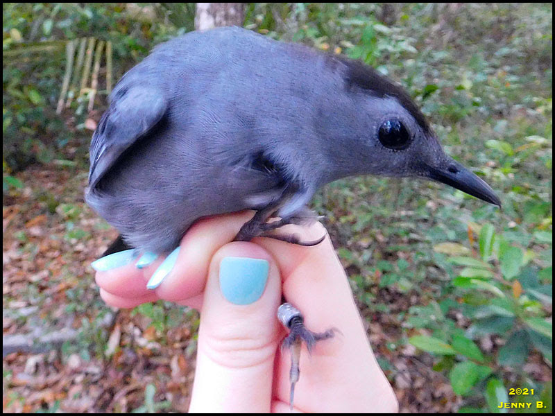 Gray Catbird Gray Catbird