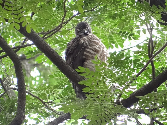 鳳頭蒼鷹/無限台南