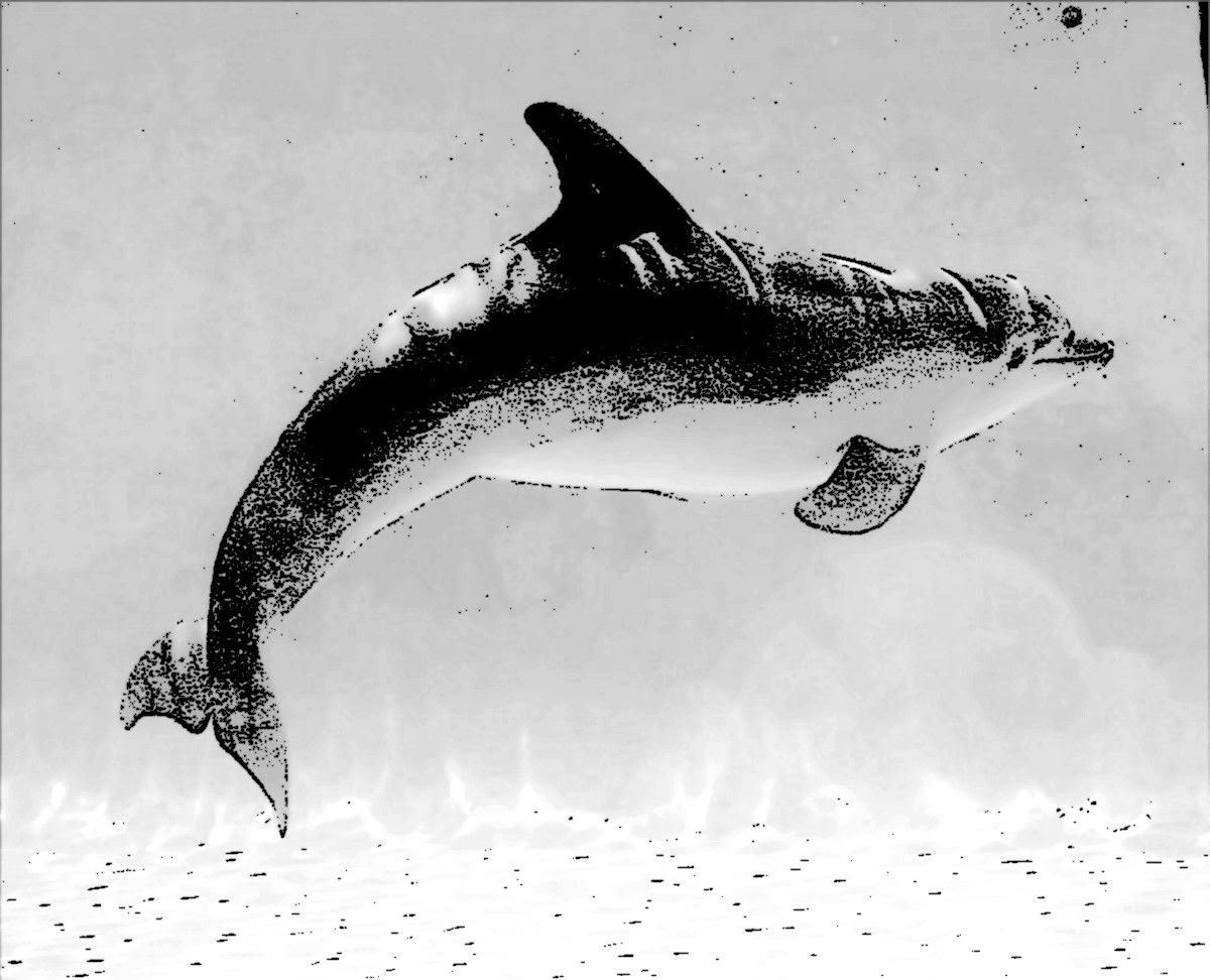 malvorlagen delfin j
