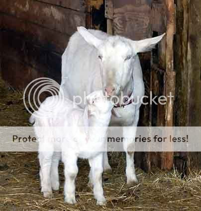 Cute Goats