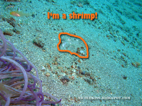 invisible clear shrimp