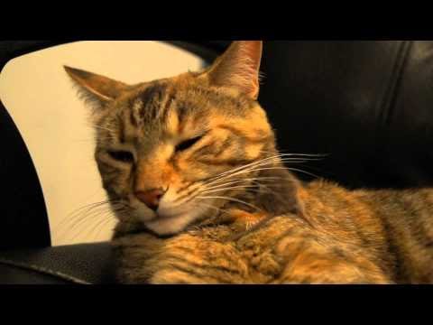 猫とねずみ 猫動 猫の動画を集めて 眺める日々