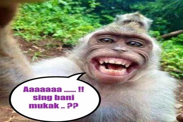 Gambar Meme Lucu Monyet Meme bukan Meme(..)