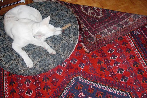 Happy's corner of the rug