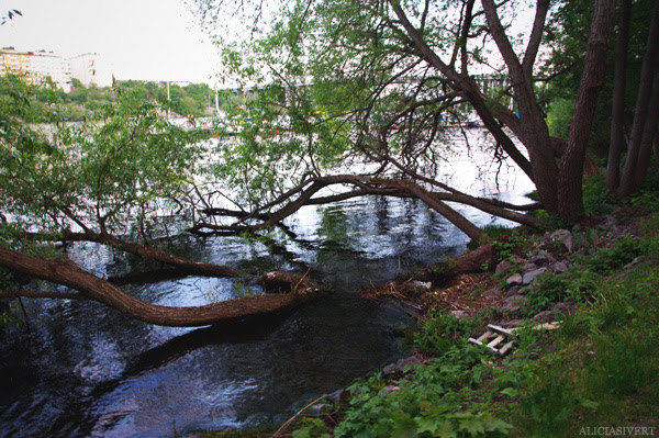aliciasivert, alicia sivertsson, nature, water, waters, tree, natur, träd, vatten