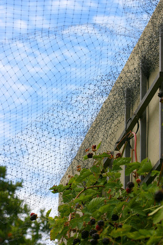 blackberry netting