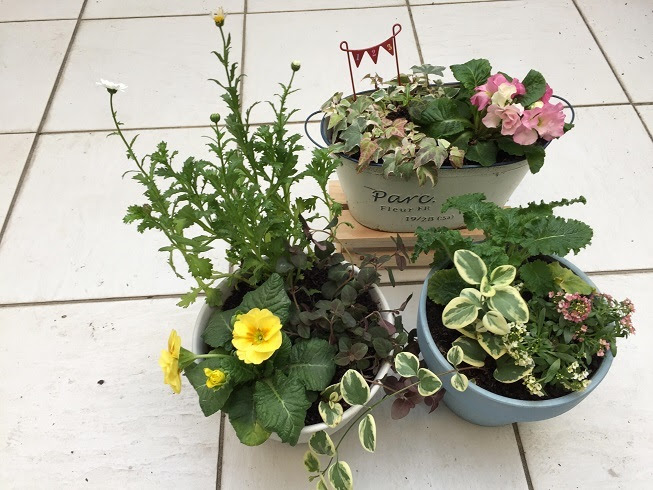 玄関 冬 の 寄せ 植え 968288