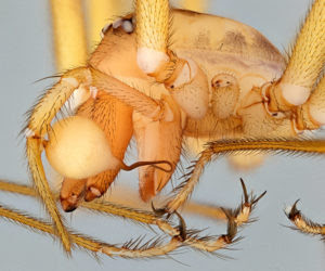 From spider males and their allegedly numb genitalia