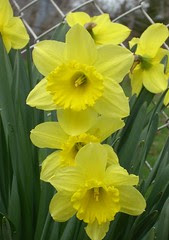 Daffodil 22