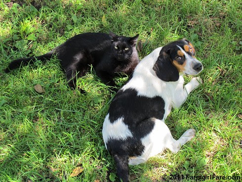 Bert and Mr. Midnight hanging out in the yard 1 - FarmgirlFare.com