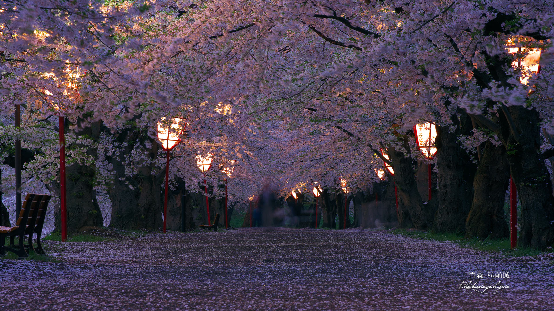 無料ダウンロード 壁紙 Pc 桜 1944 Pc 壁紙 19x1080 桜
